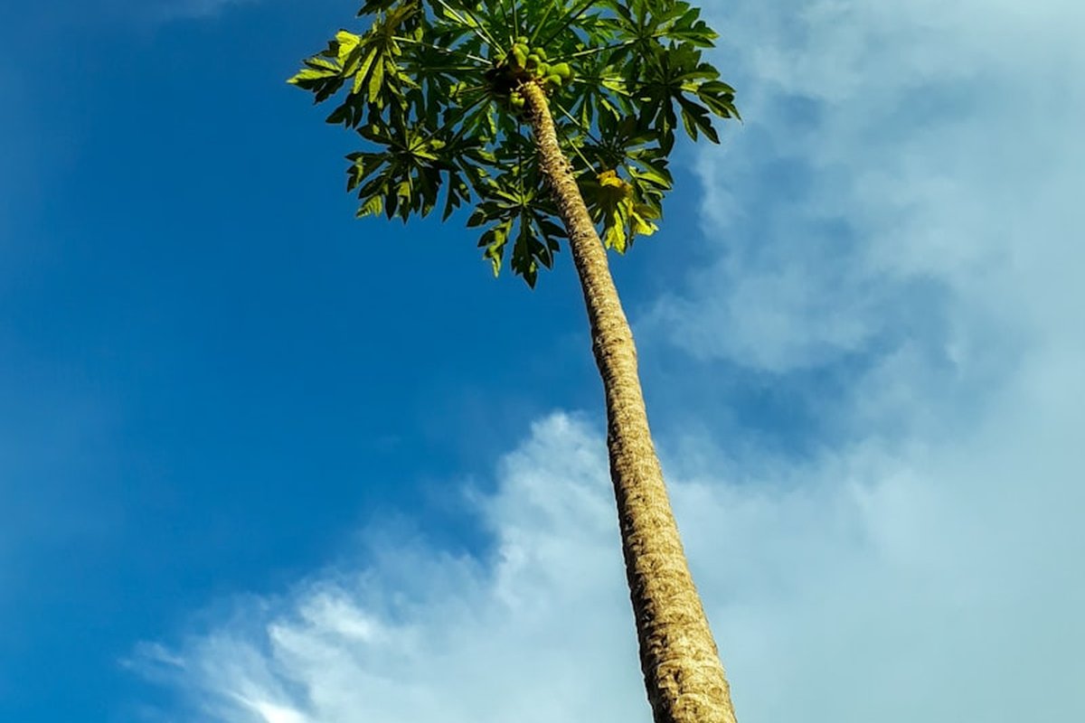 Democratic Republic Of The Congo