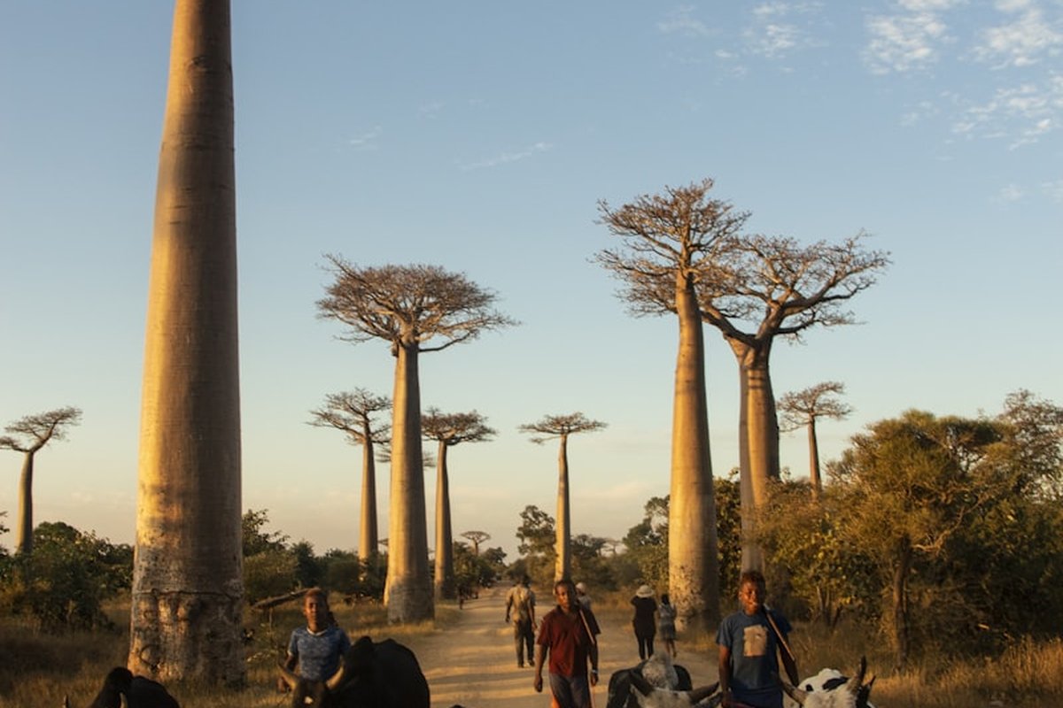 Madagascar